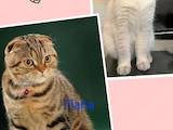 Кошки, котята Шотландская вислоухая, цена 1200 Грн., Фото