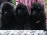 Собаки, щенки Ньюфаундленд, цена 15000 Грн., Фото