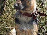Собаки, щенята Східно-Європейська вівчарка, ціна 850 Грн., Фото