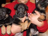 Собаки, щенки Восточно-Европейская овчарка, цена 850 Грн., Фото