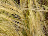 Продовольство Зерно і мука, ціна 6000 Грн./т., Фото