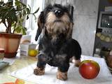 Собаки, щенки Жесткошерстная миниатюрная такса, цена 13500 Грн., Фото