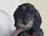 Собаки, щенки Жесткошерстная миниатюрная такса, цена 13500 Грн., Фото