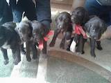 Собаки, щенки Разное, цена 10000 Грн., Фото