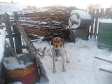 Собаки, щенята Ганноверська гонча, ціна 2000 Грн., Фото