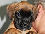 Собаки, щенята Боксер, ціна 10000 Грн., Фото