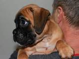 Собаки, щенята Боксер, ціна 10000 Грн., Фото