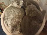 Кішки, кошенята Шотландська висловуха, ціна 4300 Грн., Фото