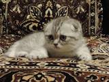 Кошки, котята Шотландская вислоухая, цена 4300 Грн., Фото