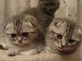 Кошки, котята Шотландская вислоухая, цена 4300 Грн., Фото
