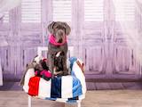 Собаки, щенки Мастино неаполетано, цена 35000 Грн., Фото