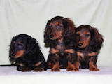 Собаки, щенки Длинношерстная миниатюрная такса, цена 4500 Грн., Фото