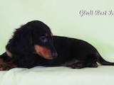 Собаки, щенята Довгошерста мініатюрна такса, ціна 4500 Грн., Фото