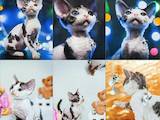 Кошки, котята Девон-рекс, цена 15000 Грн., Фото