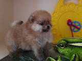Собаки, щенки Малый шпиц, цена 19000 Грн., Фото