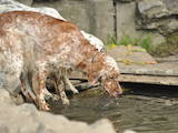 Собаки, щенята Англійський сетер, ціна 6000 Грн., Фото