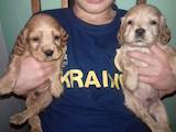 Собаки, щенки Английский коккер, цена 1500 Грн., Фото