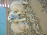 Собаки, щенки Золотистый ретривер, цена 2500 Грн., Фото