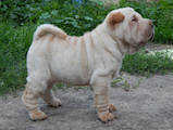Собаки, щенята Шарпей, ціна 4500 Грн., Фото