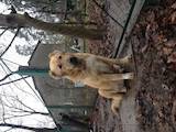 Собаки, щенки Кавказская овчарка, цена 2700 Грн., Фото