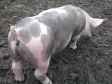 Животноводство,  Сельхоз животные Свиньи, цена 1500 Грн., Фото