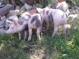 Тваринництво,  Сільгосп тварини Свині, ціна 1500 Грн., Фото
