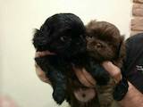 Собаки, щенки Пекинес, цена 800 Грн., Фото
