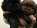 Собаки, щенята Пекінес, ціна 800 Грн., Фото