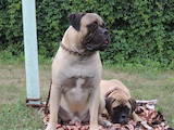 Собаки, щенята Бульмастиф, ціна 10 Грн., Фото