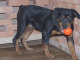 Собаки, щенята Ротвейлер, ціна 4500 Грн., Фото