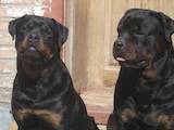 Собаки, щенята Ротвейлер, ціна 50 Грн., Фото