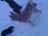 Собаки, щенки Восточно-Сибирская лайка, цена 700 Грн., Фото