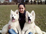 Собаки, щенки Белая Швейцарская овчарка, цена 13000 Грн., Фото