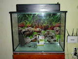 Рибки, акваріуми Акваріуми і устаткування, ціна 2600 Грн., Фото