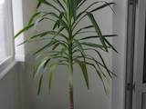 Домашні рослини Пальми, ціна 400 Грн., Фото