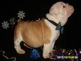Собаки, щенята Англійський бульдог, ціна 28000 Грн., Фото