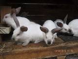 Животноводство Кролиководство, цена 80 Грн., Фото