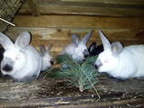Животноводство Кролиководство, цена 80 Грн., Фото