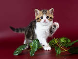 Кішки, кошенята Шотландська короткошерста, ціна 8000 Грн., Фото
