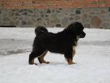 Собаки, щенки Тибетский мастиф, цена 28000 Грн., Фото