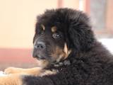Собаки, щенята Тибетський мастиф, ціна 28000 Грн., Фото