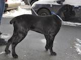 Собаки, щенята Кане Корсо, ціна 4500 Грн., Фото