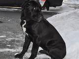 Собаки, щенята Кане Корсо, ціна 4500 Грн., Фото