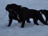 Собаки, щенки Кане Корсо, цена 4500 Грн., Фото