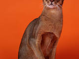 Кошки, котята Абиссинская, цена 4000 Грн., Фото