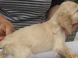 Собаки, щенята Американський коккер, ціна 3000 Грн., Фото