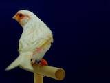 Попугаи и птицы Канарейки, цена 1500 Грн., Фото