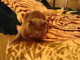 Кошки, котята Шотландская вислоухая, цена 10 Грн., Фото