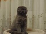 Кішки, кошенята Шотландська висловуха, ціна 4050 Грн., Фото