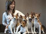 Собаки, щенки Басенджи, цена 20000 Грн., Фото